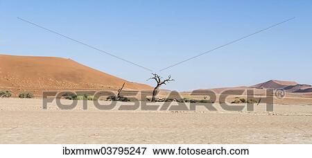 Stock Photo - "Salt and clay pan, Deadvlei, Sossusvlei, Namib Desert, Namibia, Africa". Fotosearch