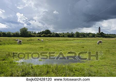 "Salt marsh nature reserve with the Neuland Lighthouse, Hohwacht Bay, Behrensdorf, Schleswig-Holstein, Germany, Europe" View Large Photo Image Stock Image - "Salt marsh nature reserve with the Neuland Lighthouse, Hohwacht Bay, Behrensdorf, Schleswig-Holstein, Germany, Europe". Fotosearch