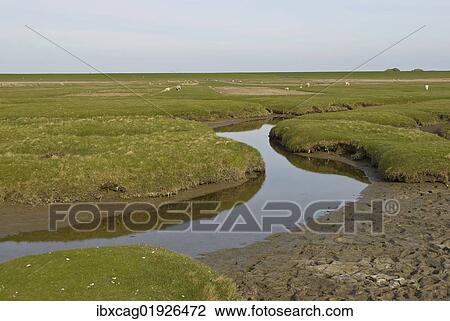 "Salt marshes behind the dykes at Westerhever with drainage ditches in front and dyke in the rear, Schleswig-Holstein, Northern Friesland, Germany, Europe" View Large Photo Image Stock Image - "Salt marshes behind the dykes at Westerhever with drainage ditches in front and dyke in the rear, Schleswig-Holstein, Northern Friesland, Germany, Europe". Fotosearch