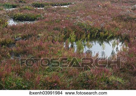 Picture - "Salt meadow with glasswort (Salicornia europaea) and sea lavender (Limonium vulgare), Vlieland, province of North Holland, The Netherlands, Europe". Fotosearch