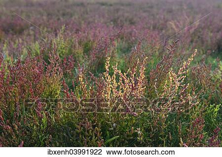 "Salt meadow with glasswort (Salicornia europaea), Vlieland, province of North Holland, The Netherlands, Europe" View Large Photo Image Stock Image - "Salt meadow with glasswort (Salicornia europaea), Vlieland, province of North Holland, The Netherlands, Europe". Fotosearch