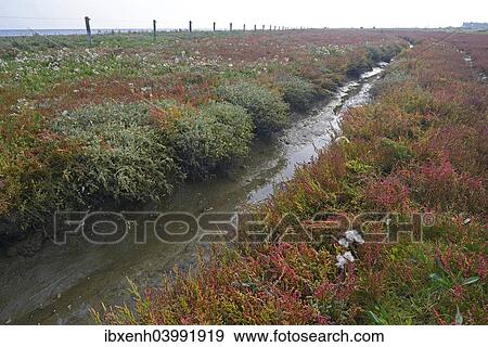 Stock Photo - "Salt meadow with glasswort (Salicornia europaea) and sea aster (Tripolium pannonicum), Vlieland, province of North Holland, The Netherlands, Europe". Fotosearch