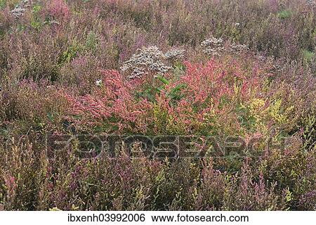"Salt meadow with glasswort (Salicornia europaea) and sea lavender (Limonium vulgare), Vlieland, province of North Holland, The Netherlands, Europe" View Large Photo Image Stock Photograph - "Salt meadow with glasswort (Salicornia europaea) and sea lavender (Limonium vulgare), Vlieland, province of North Holland, The Netherlands, Europe". Fotosearch