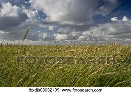 Stock Photo - "Salt meadows, Westerheversand, Westerhever, Eiderstedt, North Frisia, Schleswig-Holstein, Germany, Europe". Fotosearch