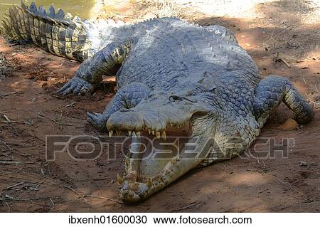 "Saltwater or Estuarine crocodile (Crocodylus porosus), Australia, Oceania" View Large Photo Image Stock Image - "Saltwater or Estuarine crocodile (Crocodylus porosus), Australia, Oceania". Fotosearch