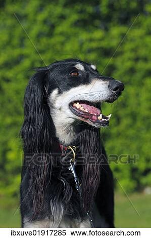 "Saluki, Royal Dog of Egypt or Persian Greyhound (Canis lupus familiaris), sighthound breed, male" View Large Photo Image Stock Photography - "Saluki, Royal Dog of Egypt or Persian Greyhound (Canis lupus familiaris), sighthound breed, male". Fotosearch