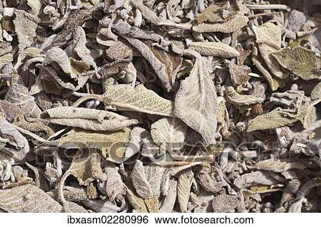 "Salvia tea, dried sage leaves (Salvia), herbal tea, medicinal tea" View Large Photo Image Stock Photograph - "Salvia tea, dried sage leaves (Salvia), herbal tea, medicinal tea". Fotosearch