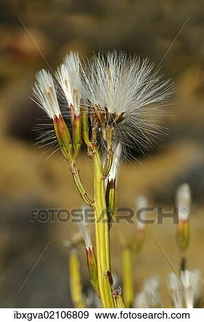 "Sambokbossie (Kleinia longiflora), Goegap Nature Reserve, Namaqualand, South Africa, Africa" View Large Photo Image Stock Photo - "Sambokbossie (Kleinia longiflora), Goegap Nature Reserve, Namaqualand, South Africa, Africa". Fotosearch
