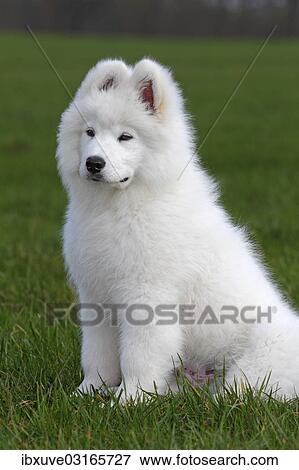 "Samoyed dog, puppy, 3. 5 months, male, sitting on a meadow, Germany, Europe" View Large Photo Image Stock Photo - "Samoyed dog, puppy, 3. 5 months, male, sitting on a meadow, Germany, Europe". Fotosearch
