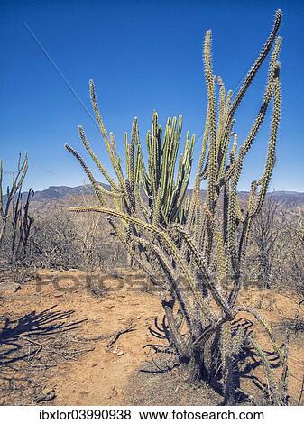"San Pedro Cactus (Echinopsis pachanoi), Bolivian plateau Altiplano, Bolivia, South America" View Large Photo Image Stock Photo - "San Pedro Cactus (Echinopsis pachanoi), Bolivian plateau Altiplano, Bolivia, South America". Fotosearch