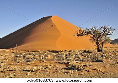 "Sand dune in the afternoon light near Sossusvlei, Namib Desert, Namib Naukluft Park, Namibia, Africa" View Large Photo Image Stock Image - "Sand dune in the afternoon light near Sossusvlei, Namib Desert, Namib Naukluft Park, Namibia, Africa". Fotosearch