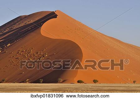 Stock Photograph - "Sand dune in the morning light, near Sossusvlei, Namib Desert, Namib Naukluft Park, Namibia, Africa". Fotosearch
