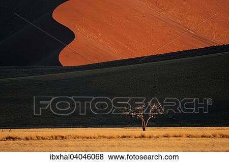 Stock Photo - "Sand dune, Sossusvlei, Namib Desert, Namibia, Africa". Fotosearch