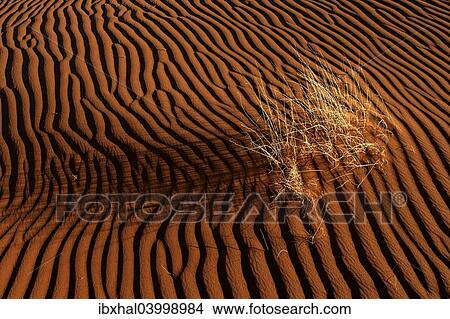 "Sand dune with grass tuft, Namib Desert, Namibia, Africa" View Large Photo Image Picture - "Sand dune with grass tuft, Namib Desert, Namibia, Africa". Fotosearch