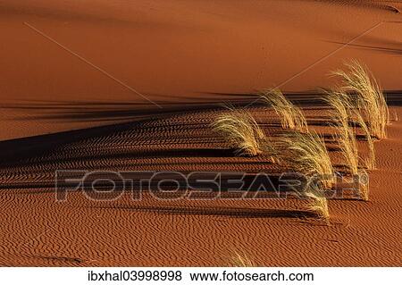 "Sand dune with grass tuft, Namib Desert, Namibia, Africa" View Large Photo Image Stock Photo - "Sand dune with grass tuft, Namib Desert, Namibia, Africa". Fotosearch