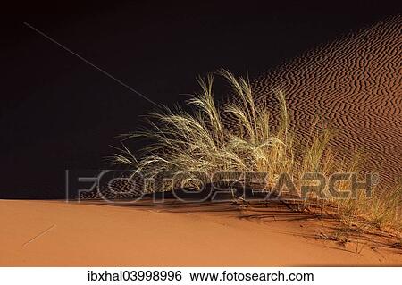 "Sand dune with grass tuft, Namib Desert, Namibia, Africa" View Large Photo Image Stock Photograph - "Sand dune with grass tuft, Namib Desert, Namibia, Africa". Fotosearch