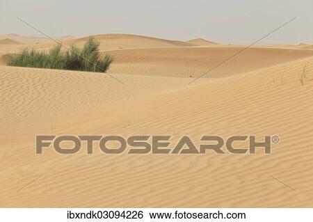 "Sand dunes, Emirate of Dubai, United Arab Emirates, Asia" View Large Photo Image Stock Photograph - "Sand dunes, Emirate of Dubai, United Arab Emirates, Asia". Fotosearch