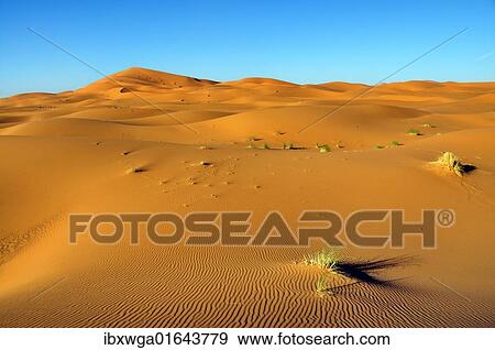 "Sand dunes, Erg Chebbi, Morocco, Africa" View Large Photo Image Stock Photo - "Sand dunes, Erg Chebbi, Morocco, Africa". Fotosearch