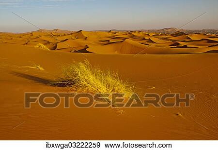 "Sand dunes, Erg Chebbi, Sahara, Morocco, Africa" View Large Photo Image Stock Photo - "Sand dunes, Erg Chebbi, Sahara, Morocco, Africa". Fotosearch
