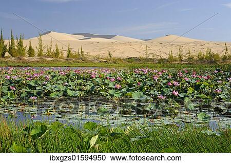Stock Image - "Sand dunes in front of Bau Tráº¯ng lake, Mui Ne, Vietnam, Asia". Fotosearch