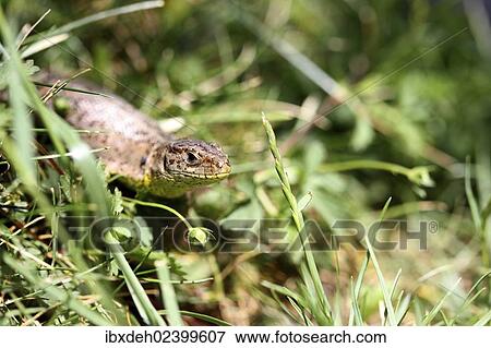 "Sand Lizard (Lacerta agilis), female, Burgenland, Austria, Europe" View Large Photo Image Stock Photo - "Sand Lizard (Lacerta agilis), female, Burgenland, Austria, Europe". Fotosearch