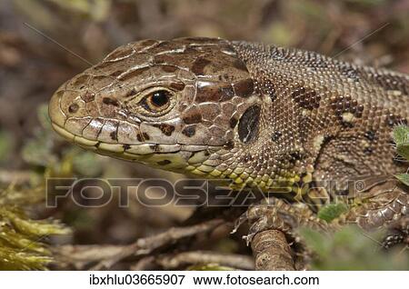 "Sand Lizard (Lacerta agilis), female, Untergroningen, Abtsgmuend, Baden-Wurttemberg, Germany, Europe" View Large Photo Image Stock Photo - "Sand Lizard (Lacerta agilis), female, Untergroningen, Abtsgmuend, Baden-Wurttemberg, Germany, Europe". Fotosearch