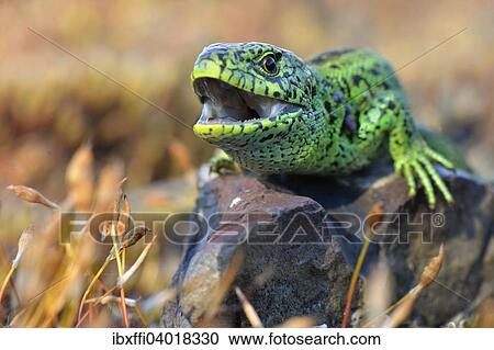 "Sand lizard (Lacerta agilis), male in breeding colours with mouth open, threatening, North Rhine-Westphalia, Germany, Europe" View Large Photo Image Stock Image - "Sand lizard (Lacerta agilis), male in breeding colours with mouth open, threatening, North Rhine-Westphalia, Germany, Europe". Fotosearch