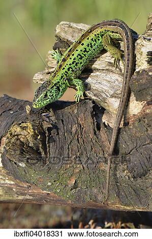 "Sand lizard (Lacerta agilis), male in breeding colours, North Rhine-Westphalia, Germany, Europe" View Large Photo Image Stock Image - "Sand lizard (Lacerta agilis), male in breeding colours, North Rhine-Westphalia, Germany, Europe". Fotosearch