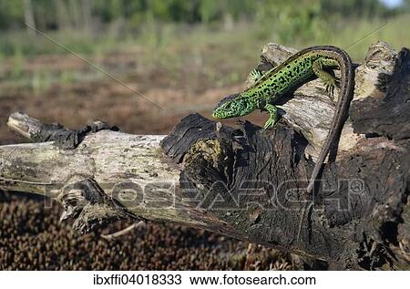 Stock Image - "Sand lizard (Lacerta agilis), male in breeding colours, North Rhine-Westphalia, Germany, Europe". Fotosearch