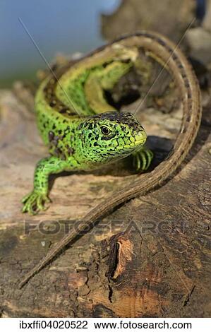 "Sand lizard (Lacerta agilis), male in breeding colours, Dortmund, North Rhine-Westphalia, Germany, Europe" View Large Photo Image Stock Image - "Sand lizard (Lacerta agilis), male in breeding colours, Dortmund, North Rhine-Westphalia, Germany, Europe". Fotosearch