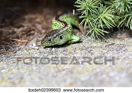Stock Image - "Sand Lizard (Lacerta agilis), male, Burgenland, Austria, Europe". Fotosearch