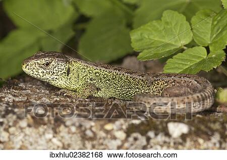 "Sand lizard (Lacerta agilis), male sunbathing, Untergroeningen, Baden-Wuerttemberg, Germany, Europe" View Large Photo Image Stock Photo - "Sand lizard (Lacerta agilis), male sunbathing, Untergroeningen, Baden-Wuerttemberg, Germany, Europe". Fotosearch