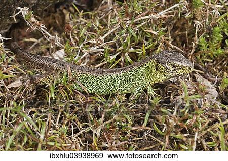 Stock Photo - "Sand Lizard (Lacerta agilis), male basking, Baden-Wurttemberg, Germany, Europe". Fotosearch