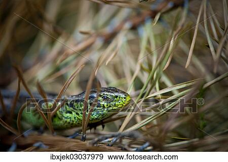 Stock Photo - "Sand Lizard (Lacerta agilis), male, sunbathing, Merzdorf, Cottbus, Brandenburg, Germany, Europe". Fotosearch
