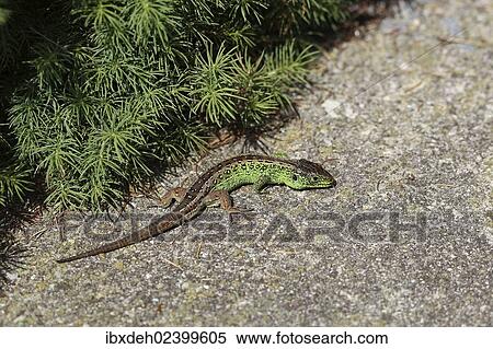 Stock Photography - "Sand Lizard (Lacerta agilis), male, Burgenland, Austria, Europe". Fotosearch
