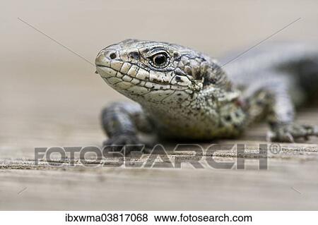 "Sand Lizard (Lacerta agilis), North Hesse, Hesse, Germany, Europe" View Large Photo Image Stock Photo - "Sand Lizard (Lacerta agilis), North Hesse, Hesse, Germany, Europe". Fotosearch