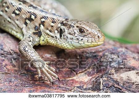 "Sand Lizard (Lacerta agilis), North Hesse, Hesse, Germany, Europe" View Large Photo Image Stock Photography - "Sand Lizard (Lacerta agilis), North Hesse, Hesse, Germany, Europe". Fotosearch
