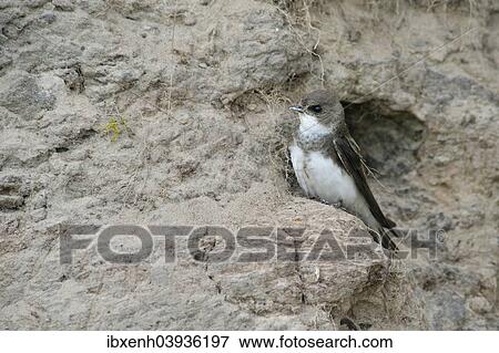 "Sand Martin (Riparia riparia), Emsland, Lower Saxony, Germany, Europe" View Large Photo Image Stock Photo - "Sand Martin (Riparia riparia), Emsland, Lower Saxony, Germany, Europe". Fotosearch