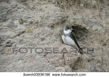 "Sand Martin (Riparia riparia), Emsland, Lower Saxony, Germany, Europe" View Large Photo Image Stock Photograph - "Sand Martin (Riparia riparia), Emsland, Lower Saxony, Germany, Europe". Fotosearch