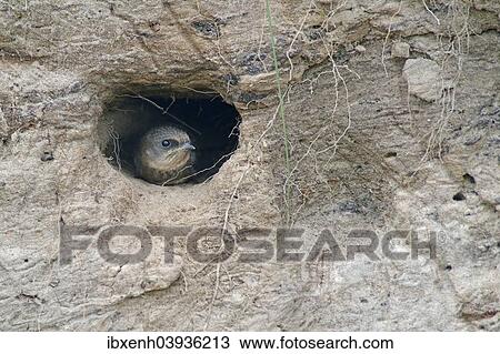"Sand Martin (Riparia riparia), young bird, Emsland, Lower Saxony, Germany, Europe" View Large Photo Image Stock Image - "Sand Martin (Riparia riparia), young bird, Emsland, Lower Saxony, Germany, Europe". Fotosearch