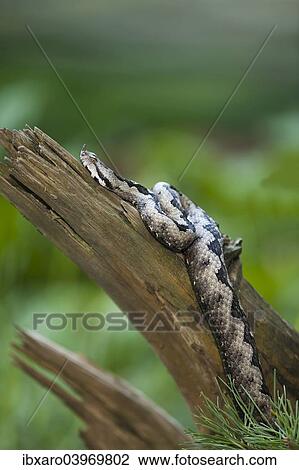 "Sand Viper (Vipera ammodytes), Croatia, Europe" View Large Photo Image Stock Image - "Sand Viper (Vipera ammodytes), Croatia, Europe". Fotosearch