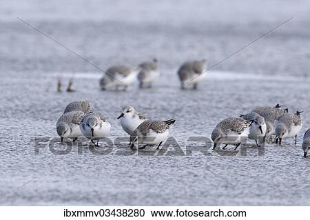 "Sanderling (Calidris alba), flock in the mudflats during the spring migration, East Frisian Islands, East Frisia, Lower Saxony, Germany, Europe" View Large Photo Image Stock Image - "Sanderling (Calidris alba), flock in the mudflats during the spring migration, East Frisian Islands, East Frisia, Lower Saxony, Germany, Europe". Fotosearch