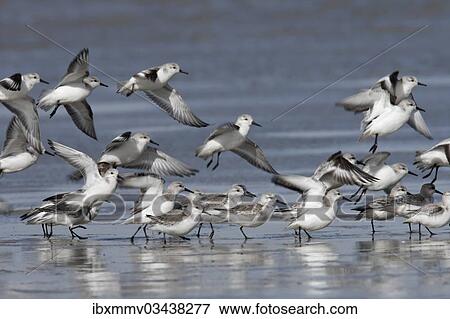 "Sanderling (Calidris alba), flock in the mudflats during the spring migration, East Frisian Islands, East Frisia, Lower Saxony, Germany, Europe" View Large Photo Image Stock Photo - "Sanderling (Calidris alba), flock in the mudflats during the spring migration, East Frisian Islands, East Frisia, Lower Saxony, Germany, Europe". Fotosearch
