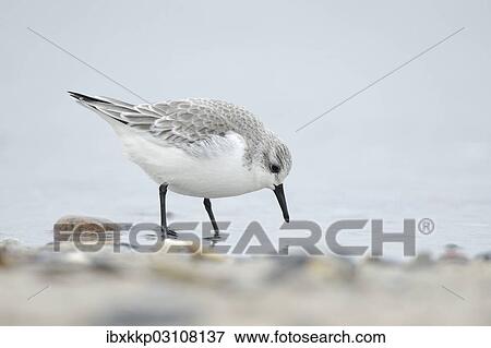 "Sanderling (Calidris alba) on a beach in search of food, Dune island, Helgoland, Schleswig-Holstein, Germany, Europe" View Large Photo Image Stock Photo - "Sanderling (Calidris alba) on a beach in search of food, Dune island, Helgoland, Schleswig-Holstein, Germany, Europe". Fotosearch