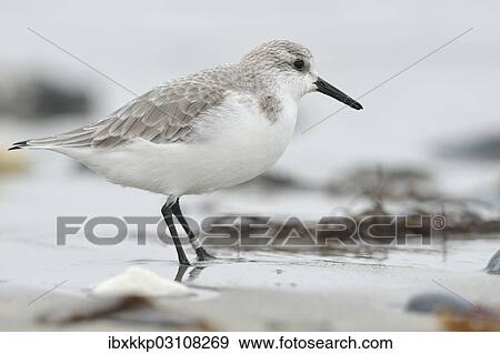 "Sanderling (Calidris alba) on a beach in search of food, Dune island, Helgoland, Schleswig-Holstein, Germany, Europe" View Large Photo Image Stock Photo - "Sanderling (Calidris alba) on a beach in search of food, Dune island, Helgoland, Schleswig-Holstein, Germany, Europe". Fotosearch