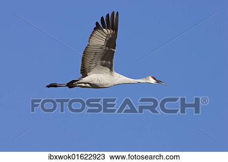 "Sandhill Crane (Grus canadensis) in flight, Bosque del Apache Wildlife Refuge, New Mexico, USA" View Large Photo Image Stock Image - "Sandhill Crane (Grus canadensis) in flight, Bosque del Apache Wildlife Refuge, New Mexico, USA". Fotosearch