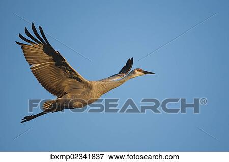 "Sandhill Crane (Grus canadensis), adult in flight, Bosque del Apache National Wildlife Refuge, New Mexico, USA" View Large Photo Image Stock Photo - "Sandhill Crane (Grus canadensis), adult in flight, Bosque del Apache National Wildlife Refuge, New Mexico, USA". Fotosearch