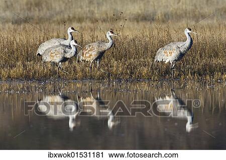 "Sandhill Cranes (Grus canadensis) at the water, with reflection, Bosque del Apache Wildlife Refuge, New Mexico, North America, USA" View Large Photo Image Stock Image - "Sandhill Cranes (Grus canadensis) at the water, with reflection, Bosque del Apache Wildlife Refuge, New Mexico, North America, USA". Fotosearch
