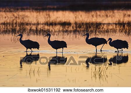 "Sandhill Cranes (Grus canadensis) at sunrise, dawn, Bosque del Apache Wildlife Refuge, New Mexico, North America, USA" View Large Photo Image Stock Image - "Sandhill Cranes (Grus canadensis) at sunrise, dawn, Bosque del Apache Wildlife Refuge, New Mexico, North America, USA". Fotosearch