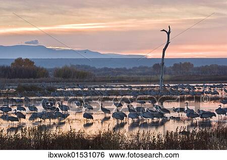 "Sandhill Cranes (Grus canadensis) at sunrise, dawn, Bosque del Apache Wildlife Refuge, New Mexico, North America, USA" View Large Photo Image Stock Photograph - "Sandhill Cranes (Grus canadensis) at sunrise, dawn, Bosque del Apache Wildlife Refuge, New Mexico, North America, USA". Fotosearch